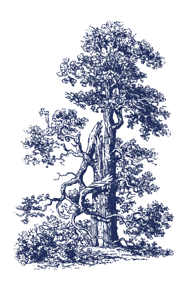 Chêne avec un style de gravure.